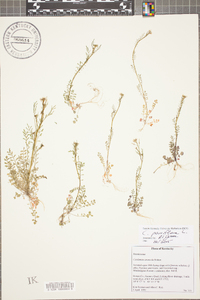 Cardamine parviflora image