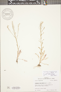 Cardamine parviflora image