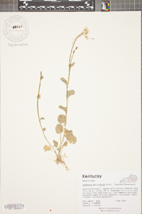 Cardamine rotundifolia image