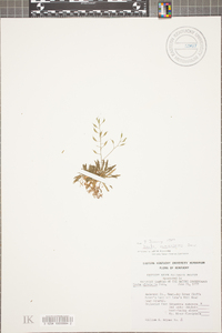 Draba ramosissima image