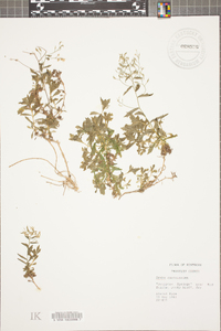 Draba ramosissima image