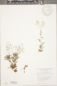 Draba ramosissima image