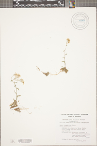 Draba ramosissima image