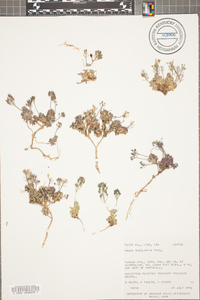 Draba sobolifera image