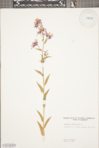 Hesperis matronalis image