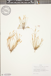 Leavenworthia alabamica image