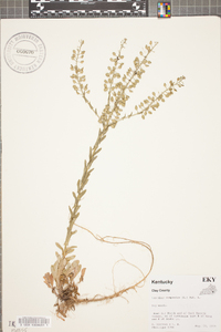 Lepidium campestre image