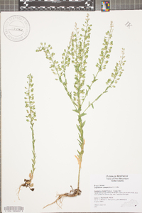 Lepidium campestre image