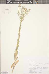 Lepidium campestre image