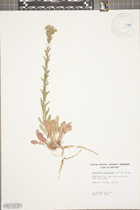 Lepidium campestre image