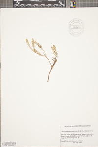 Lepidium campestre image