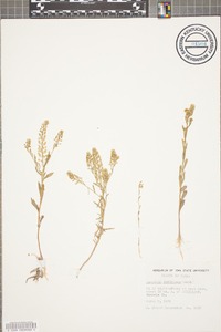 Lepidium austrinum image