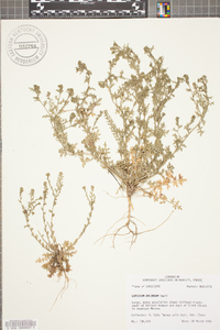 Lepidium oblongum image