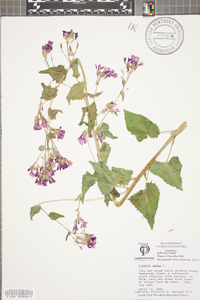 Lunaria annua image