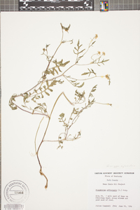 Sisymbrium officinale image