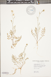 Rorippa sylvestris image