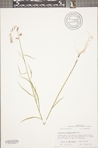 Streptanthus hyacinthoides image