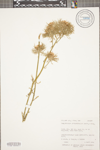 Thelypodium integrifolium image