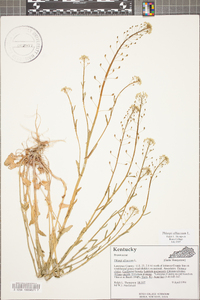 Thlaspi alliaceum image