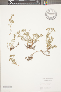 Polypremum procumbens image