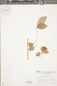 Bursera simaruba image