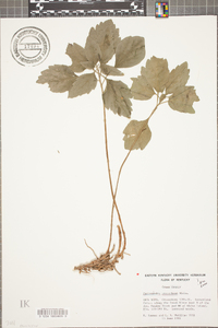 Pachysandra procumbens image