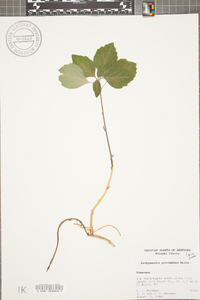 Pachysandra procumbens image