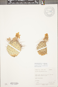 Opuntia polyacantha image