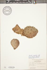Opuntia ficus-indica image