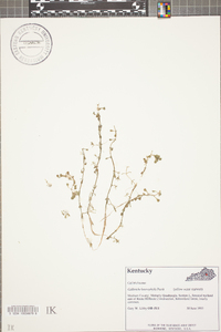 Callitriche heterophylla image