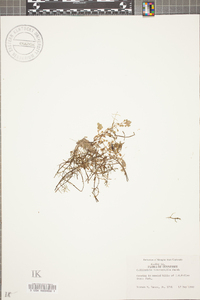 Callitriche heterophylla image