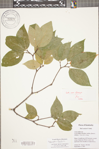 Calycanthus floridus var. glaucus image