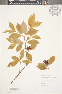 Calycanthus floridus image