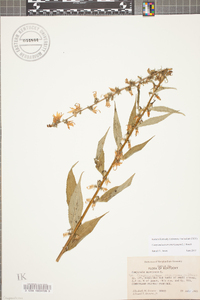 Campanulastrum americanum image