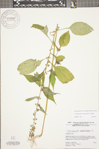 Campanulastrum americanum image