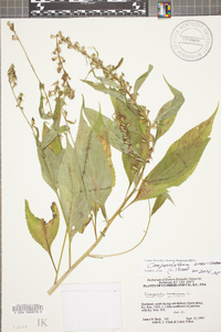 Campanulastrum americanum image