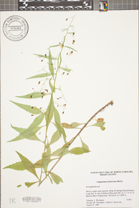 Campanula divaricata image