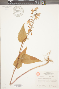 Campanula rapunculoides image