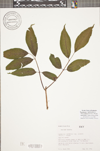 Sambucus racemosa subsp. racemosa image