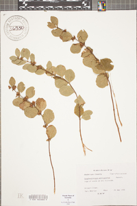 Symphoricarpos orbiculatus image