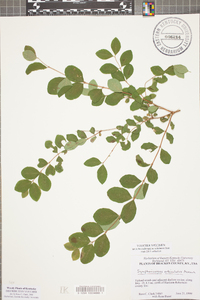 Symphoricarpos orbiculatus image