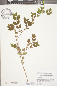 Symphoricarpos orbiculatus image