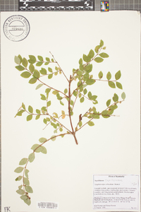 Symphoricarpos orbiculatus image