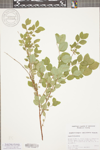 Symphoricarpos orbiculatus image