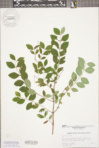 Symphoricarpos orbiculatus image