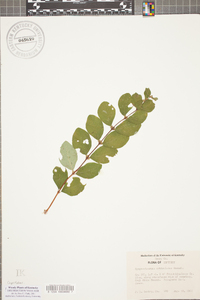 Symphoricarpos orbiculatus image