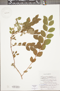 Symphoricarpos orbiculatus image