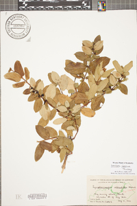 Symphoricarpos orbiculatus image