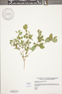 Symphoricarpos orbiculatus image