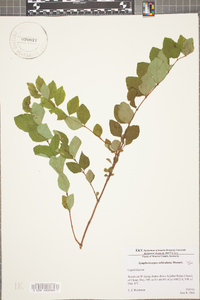 Symphoricarpos orbiculatus image